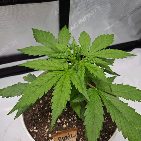 Runtz aka Rudi growlog timeline photo