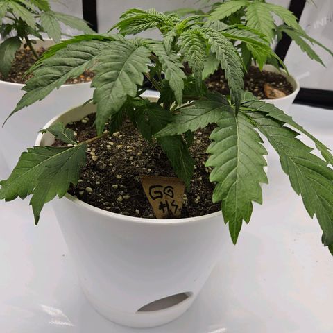 Gorilla Glue aka Goliath growlog timeline photo