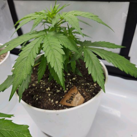 Runtz aka Rudi growlog timeline photo