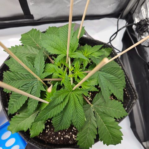 Gorilla Glue aka Goliath growlog timeline photo