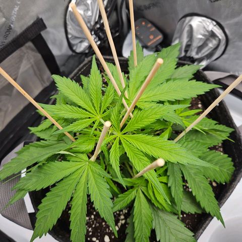 Runtz aka Rudi growlog timeline photo