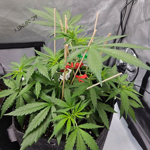 Runtz aka Rudi growlog timeline photo