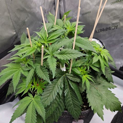Gorilla Glue aka Goliath growlog timeline photo