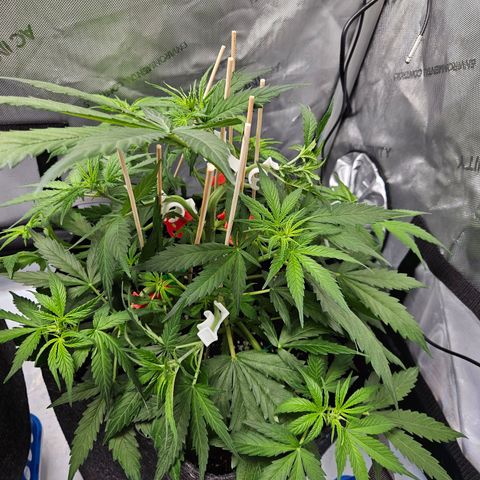 Runtz aka Rudi growlog timeline photo