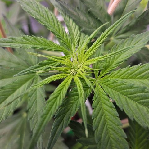 Runtz aka Rudi growlog timeline photo