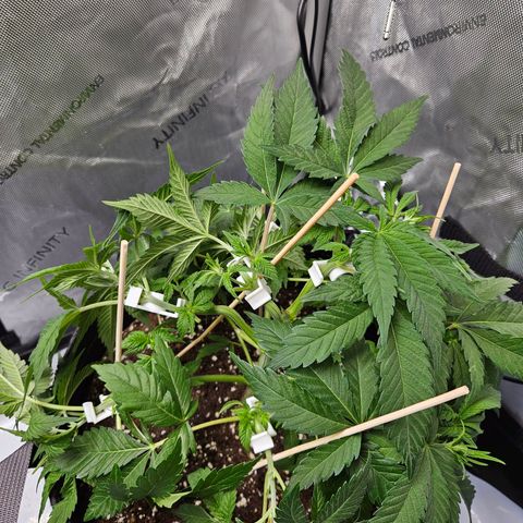 Gorilla Glue aka Goliath growlog timeline photo
