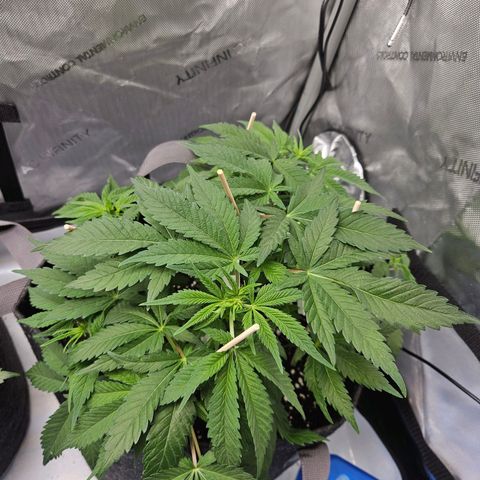 Gorilla Glue aka Goliath growlog timeline photo