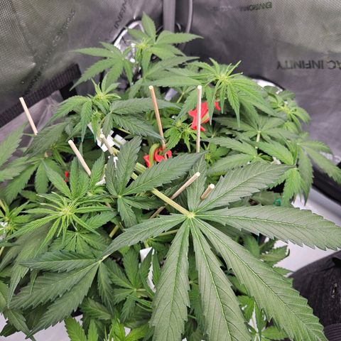 Runtz aka Rudi growlog timeline photo