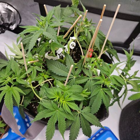 Gorilla Glue aka Goliath growlog timeline photo