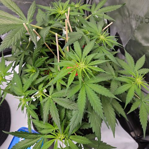 Runtz aka Rudi growlog timeline photo