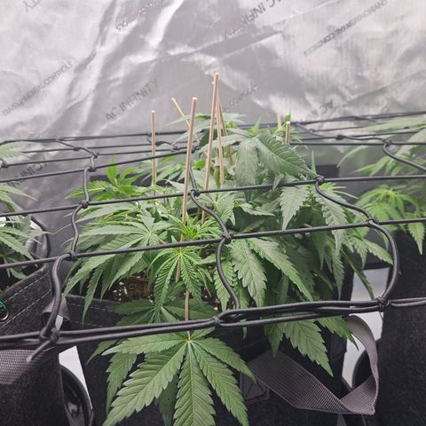 Gorilla Glue aka Goliath growlog timeline photo