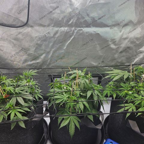 Gorilla Glue aka Goliath growlog timeline photo