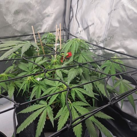 Runtz aka Rudi growlog timeline photo