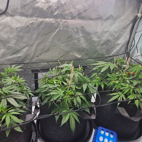 Runtz aka Rudi growlog timeline photo