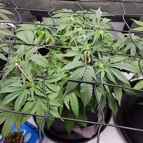 Gorilla Glue aka Goliath growlog timeline photo