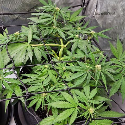 Runtz aka Rudi growlog timeline photo