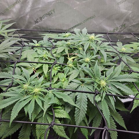 Gorilla Glue aka Goliath growlog timeline photo
