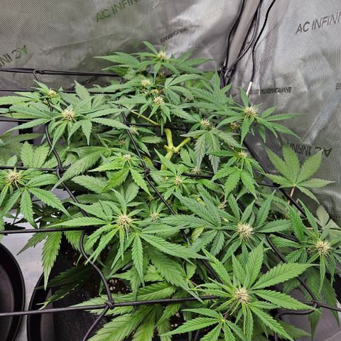 Runtz aka Rudi growlog timeline photo