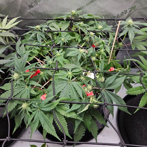 Gorilla Glue aka Goliath growlog timeline photo