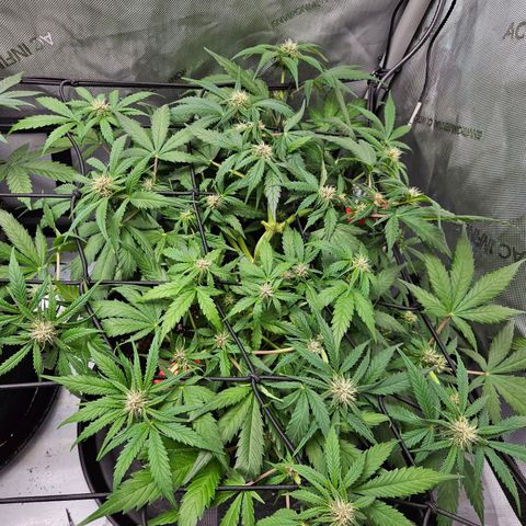 Runtz aka Rudi growlog timeline photo