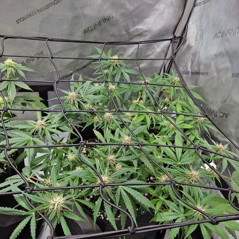 Runtz aka Rudi growlog timeline photo
