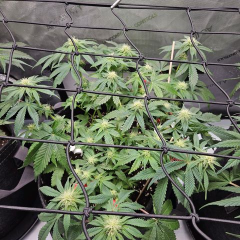 Gorilla Glue aka Goliath growlog timeline photo
