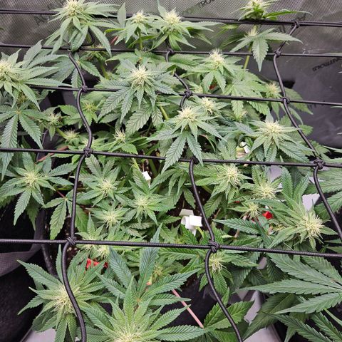 Gorilla Glue aka Goliath growlog timeline photo