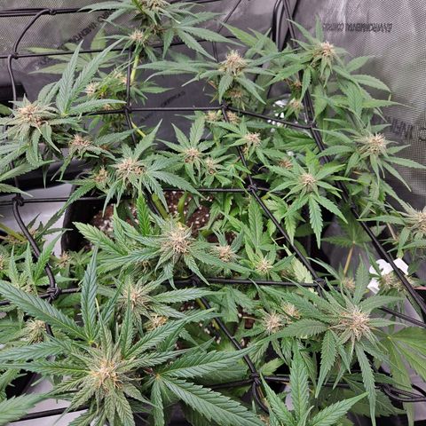 Runtz aka Rudi growlog timeline photo