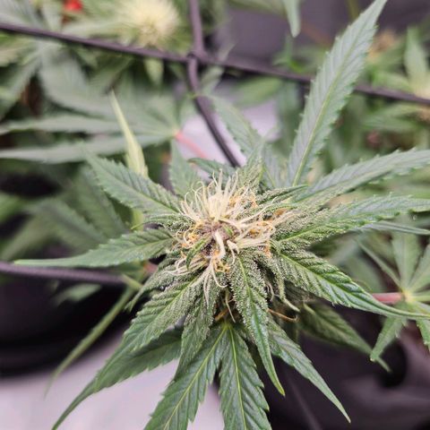 Runtz aka Rudi growlog timeline photo