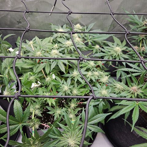 Gorilla Glue aka Goliath growlog timeline photo