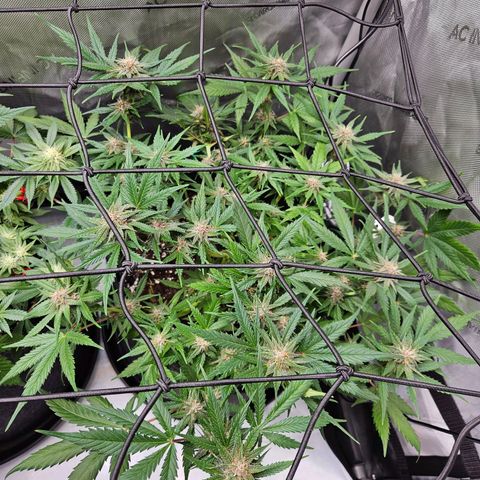 Runtz aka Rudi growlog timeline photo