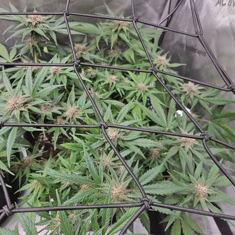 Runtz aka Rudi growlog timeline photo