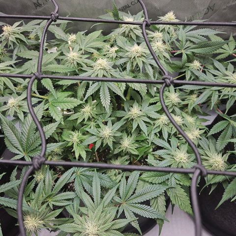 Gorilla Glue aka Goliath growlog timeline photo