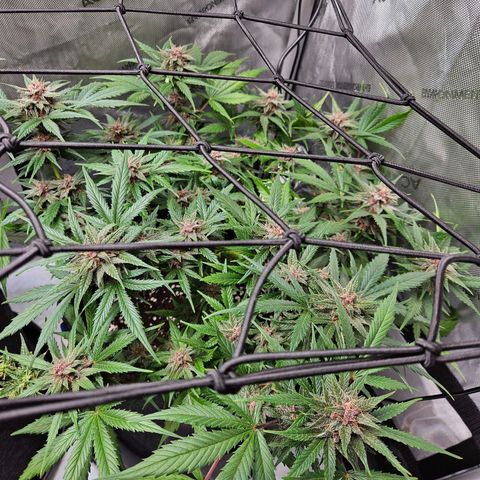Runtz aka Rudi growlog timeline photo