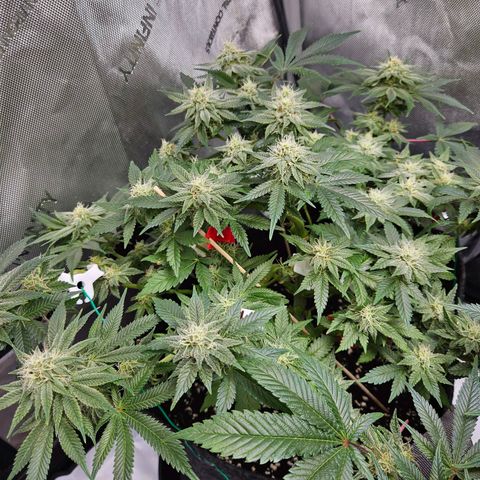 Gorilla Glue aka Goliath growlog timeline photo