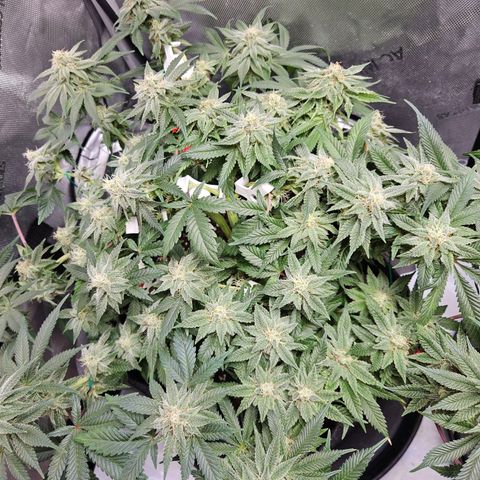 Gorilla Glue aka Goliath growlog timeline photo