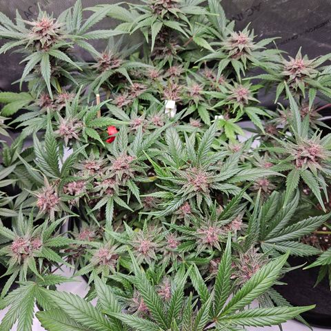 Runtz aka Rudi growlog timeline photo
