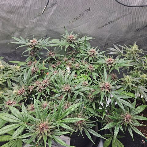 Runtz aka Rudi growlog timeline photo