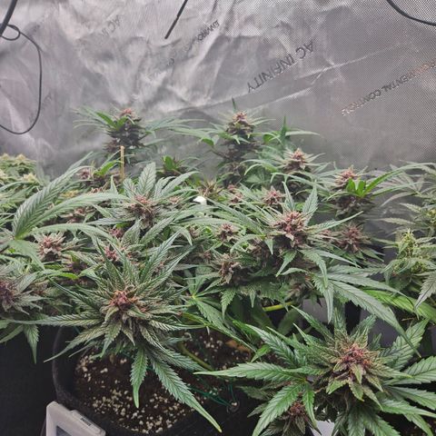 Runtz aka Rudi growlog timeline photo