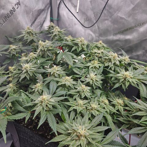 Gorilla Glue aka Goliath growlog timeline photo