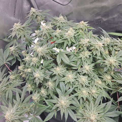 Gorilla Glue aka Goliath growlog timeline photo
