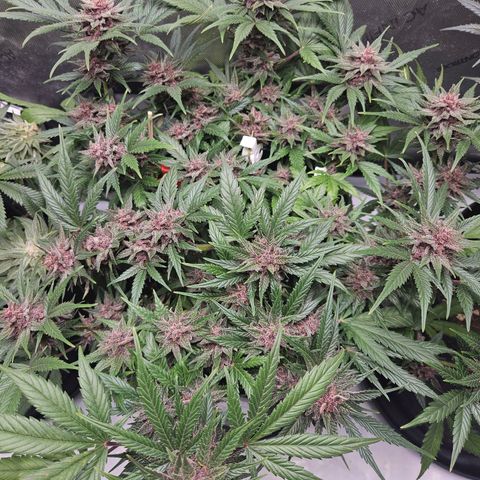 Runtz aka Rudi growlog timeline photo