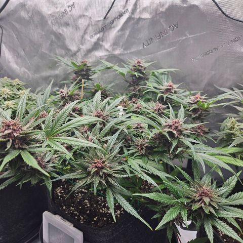 Runtz aka Rudi growlog timeline photo