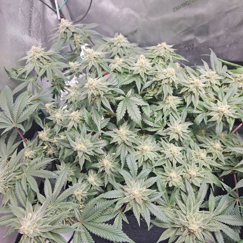 Gorilla Glue aka Goliath growlog timeline photo