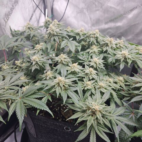 Gorilla Glue aka Goliath growlog timeline photo
