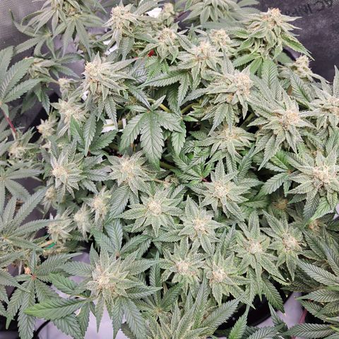 Gorilla Glue aka Goliath growlog timeline photo