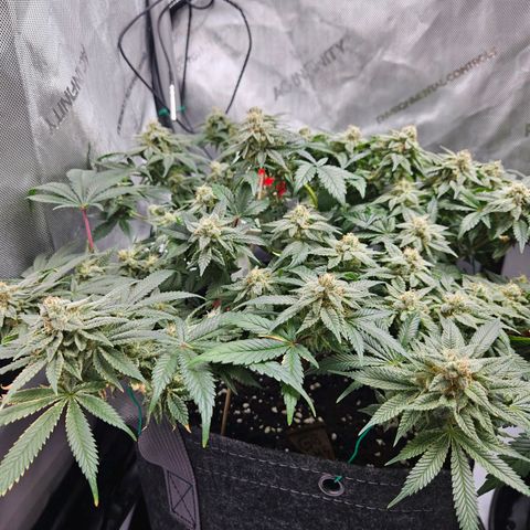 Gorilla Glue aka Goliath growlog timeline photo