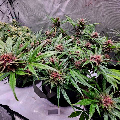 Runtz aka Rudi growlog timeline photo