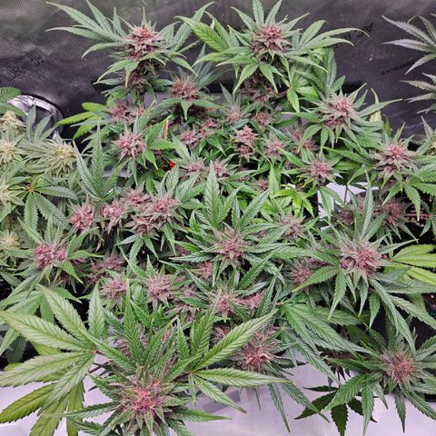 Runtz aka Rudi growlog timeline photo
