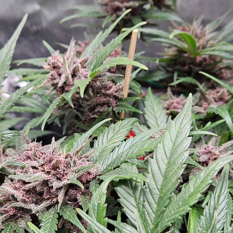 Runtz aka Rudi growlog timeline photo